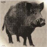 INFRARED-ID RBOARL1 THERM BOAR TARGT